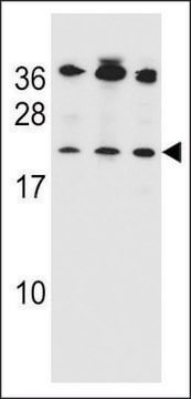 ANTI-BAK (BH3 DOMAIN SPECIFIC) antibody produced in rabbit IgG fraction of antiserum, buffered aqueous solution