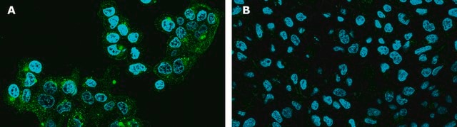 BioTracker&#8482; Spermine Polyamine Green Fluorescent Live Cell Probe