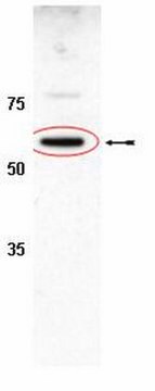 Anti-FXR-B Antibody serum, Chemicon&#174;