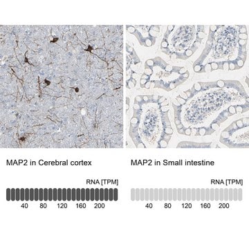 Anti-MAP2 antibody produced in rabbit affinity isolated antibody, buffered aqueous glycerol solution