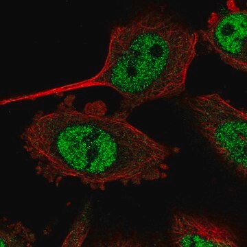 Anti-NR2C2AP antibody produced in rabbit Prestige Antibodies&#174; Powered by Atlas Antibodies, affinity isolated antibody