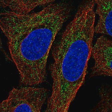 Anti-MTERF1 antibody produced in rabbit Prestige Antibodies&#174; Powered by Atlas Antibodies, affinity isolated antibody