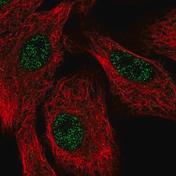 Anti-SETX antibody produced in rabbit Prestige Antibodies&#174; Powered by Atlas Antibodies, affinity isolated antibody