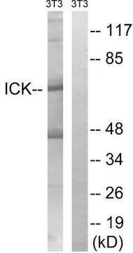 Anti-ICK antibody produced in rabbit affinity isolated antibody