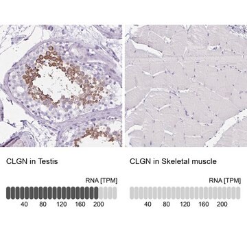 Anti-CLGN antibody produced in rabbit Prestige Antibodies&#174; Powered by Atlas Antibodies, affinity isolated antibody, buffered aqueous glycerol solution