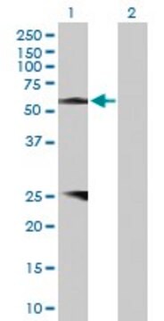 Anti-PROZ antibody produced in rabbit purified immunoglobulin, buffered aqueous solution