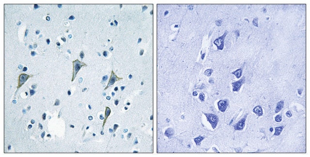 Anti-GPR85 antibody produced in rabbit affinity isolated antibody