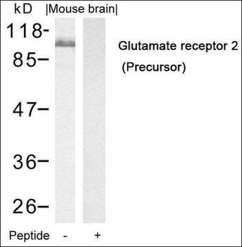 Anti-GRIA2 (Ab-880) antibody produced in rabbit affinity isolated antibody