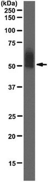 Anti-IL-6R-alpha Antibody, clone 1C2 clone AB42.52.1C5.1C2, from mouse