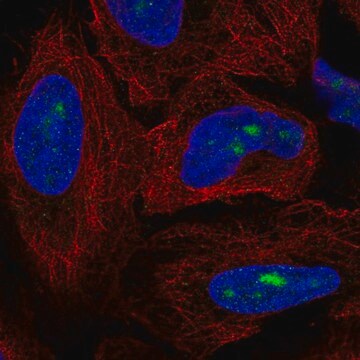 Anti-ZNF286A antibody produced in rabbit Prestige Antibodies&#174; Powered by Atlas Antibodies, affinity isolated antibody