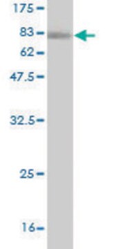 ANTI-PAX8 antibody produced in mouse clone 3A10, purified immunoglobulin, buffered aqueous solution