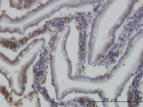 Monoclonal Anti-RICTOR antibody produced in mouse clone 1F3, purified immunoglobulin, buffered aqueous solution