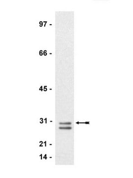 Anticuerpo anti-RhoE/Rnd3, clon 4 ascites fluid, clone 4, Upstate&#174;