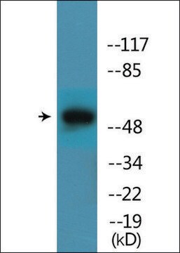 Anti-phospho-Mnk1 (pThr385) antibody produced in rabbit affinity isolated antibody