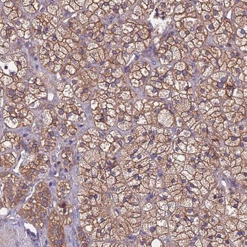 Anti-MTX3 antibody produced in rabbit Prestige Antibodies&#174; Powered by Atlas Antibodies, affinity isolated antibody, buffered aqueous glycerol solution