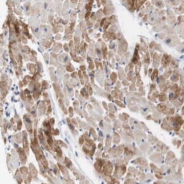 Anti-NEBL antibody produced in rabbit Prestige Antibodies&#174; Powered by Atlas Antibodies, affinity isolated antibody, buffered aqueous glycerol solution