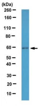 Anti-MSL3-like 1 Antibody from rabbit