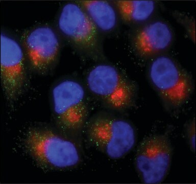 Anti-PMP70&#8722;Atto 488 antibody produced in rabbit 1.5-3&#160;mg/mL, affinity isolated antibody, buffered aqueous solution