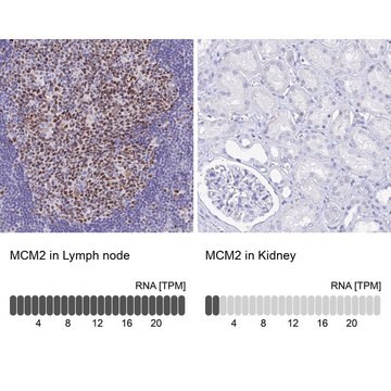 Anti-MCM2 antibody produced in rabbit Prestige Antibodies&#174; Powered by Atlas Antibodies, affinity isolated antibody, buffered aqueous glycerol solution