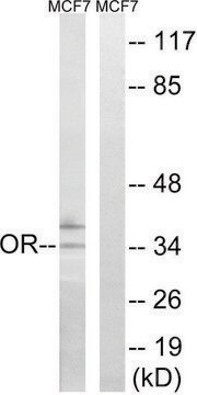 Anti-OR51H1 antibody produced in rabbit affinity isolated antibody