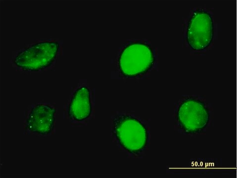 Monoclonal Anti-SP110 antibody produced in mouse clone 6F11, purified immunoglobulin, buffered aqueous solution