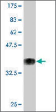 Monoclonal Anti-POU2F3 antibody produced in mouse clone 6D1, purified immunoglobulin, buffered aqueous solution