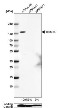 Anti-TRIM24 antibody produced in rabbit Prestige Antibodies&#174; Powered by Atlas Antibodies, affinity isolated antibody, buffered aqueous glycerol solution