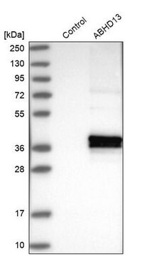 Anti-ABHD13 antibody produced in rabbit Prestige Antibodies&#174; Powered by Atlas Antibodies, affinity isolated antibody, buffered aqueous glycerol solution