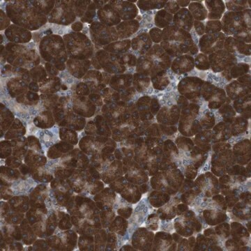 Anti-TMED9 antibody produced in rabbit Prestige Antibodies&#174; Powered by Atlas Antibodies, affinity isolated antibody, buffered aqueous glycerol solution