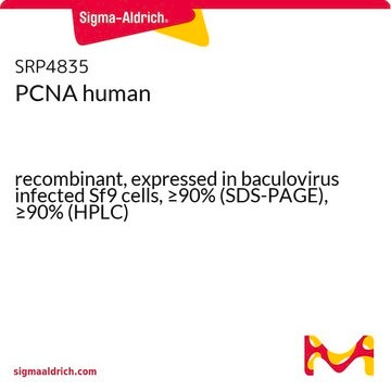 PCNA human recombinant, expressed in baculovirus infected Sf9 cells, &#8805;90% (SDS-PAGE), &#8805;90% (HPLC)