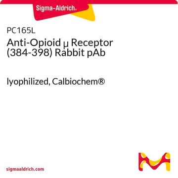 Anti-Opioid &#956; Receptor (384-398) Rabbit pAb lyophilized, Calbiochem&#174;