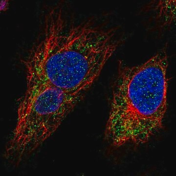 Anti-MTX3 antibody produced in rabbit Prestige Antibodies&#174; Powered by Atlas Antibodies, affinity isolated antibody