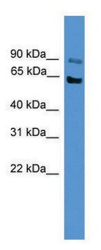 Anti-MCOLN3 antibody produced in rabbit affinity isolated antibody