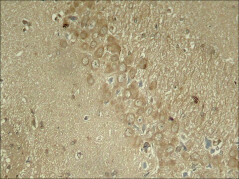 Anti-phospho-MAPT (pSer262) antibody produced in rabbit affinity isolated antibody