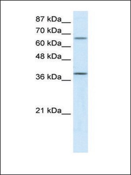 Anti-ACADM antibody produced in rabbit IgG fraction of antiserum