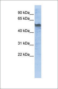 Anti-TPH2 antibody produced in rabbit affinity isolated antibody