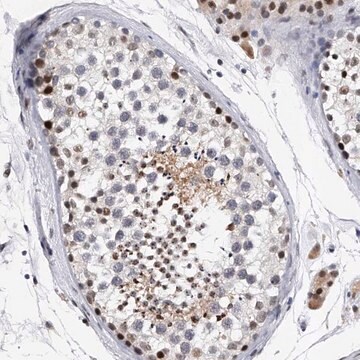 Anti-TESK2 antibody produced in rabbit Prestige Antibodies&#174; Powered by Atlas Antibodies, affinity isolated antibody, buffered aqueous glycerol solution