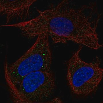 Anti-PCDHB14 antibody produced in rabbit Prestige Antibodies&#174; Powered by Atlas Antibodies, affinity isolated antibody