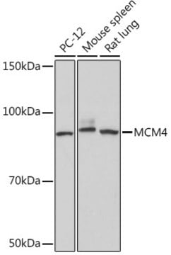 Anti-MCM4 Antibody, clone 5N0X3, Rabbit Monoclonal