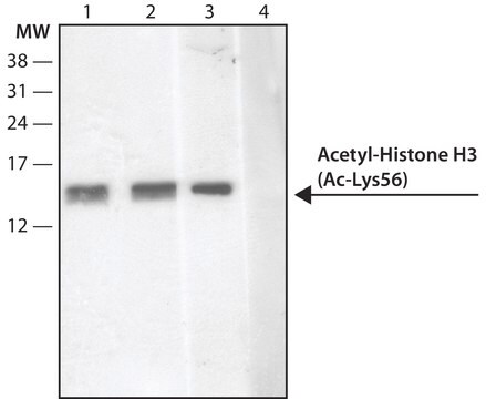 Anti-acetyl-Histone H3 [Ac-Lys56] IgG fraction of antiserum