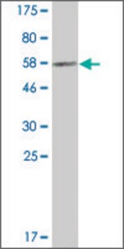 Monoclonal Anti-PECR antibody produced in mouse clone 2F10, ascites fluid