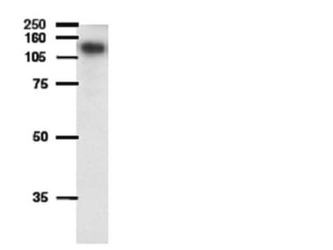 Anti-ATP-binding cassette Antibody, sub-family B (MDR/TAP), member 1A serum, Chemicon&#174;