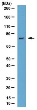 Anti-DBF4, clone 7H8.1 Antibody clone 7H8.1, from mouse