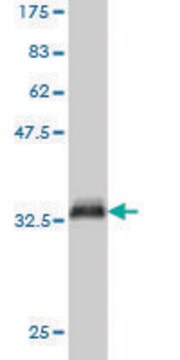 Monoclonal Anti-PIGC antibody produced in mouse clone 1G2, purified immunoglobulin, buffered aqueous solution