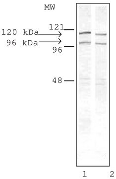 Anti-Drebrin antibody produced in rabbit IgG fraction of antiserum, buffered aqueous solution