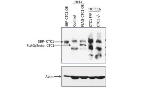 Anticorps anti-sous-unité&nbsp;CTC1 du complexe&nbsp;CST, clone&nbsp;C482 clone C482, from mouse