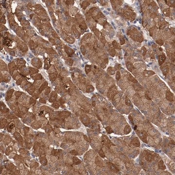 Anti-LRRC75B antibody produced in rabbit Prestige Antibodies&#174; Powered by Atlas Antibodies, affinity isolated antibody, buffered aqueous glycerol solution