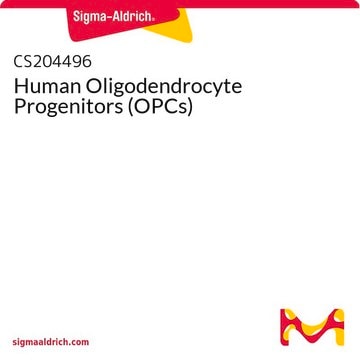 Human Oligodendrocyte Progenitors (OPCs)