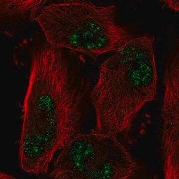 Anti-ADAMTS4 antibody produced in rabbit Prestige Antibodies&#174; Powered by Atlas Antibodies, affinity isolated antibody