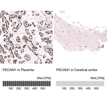 Monoclonal Anti-Pecam1 Antibody Produced In Mouse Prestige Antibodies&#174; Powered by Atlas Antibodies, clone CL14696, affinity isolated antibody, buffered aqueous glycerol solution